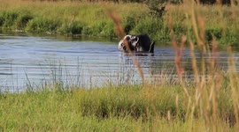 Elephant enjoys bath in pond in Kruger National Park