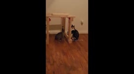 Momma cat vs kitten