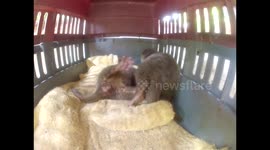 Incredibly adorable otter pups who still can't see too well, or stand up for that matter.