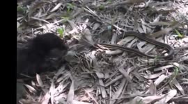 The otter pups first encounter with a snake
