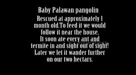 Rescued Baby Palawan Pangolin close up eating ants