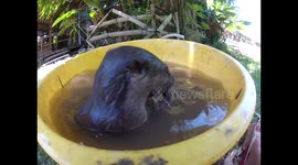 Very, very fun and cute! Playful otter pups in a wash tub!