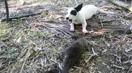 Hilarious! Puppy teasing otter pups!