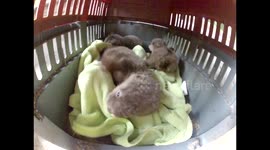 Nothing sweeter than 3 baby otter pups! Don't melt from cuteness overload!