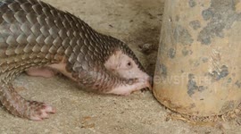 Up close with a baby scaly anteater/pangolin drinking water.