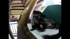 Darling and sweet  baby masked palm civet loves her stuffed toy.