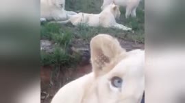 Newsflare Edit - Lion tries to open the door of a car. The door wasn't locked!