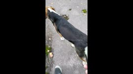 Chernobyl dog