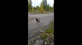 Chernobyl dog