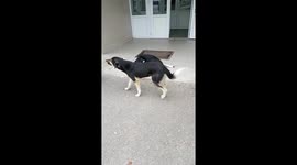 Chernobyl dogs
