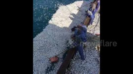 Fishermen catch nine tons of fish floating on the surface of sea