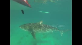 Stand-up paddle boarder spots tiger shark almost directly below her