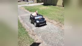 'Lazy' dog casually cruises in remote controlled car