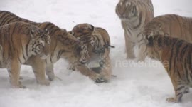 Overweight tigers chase drone 'to lose weight'