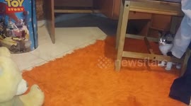 prank to my kitty