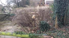 Storm Doris takes down trees and telegraph poles
