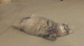 Cat defies logic and fights sleep