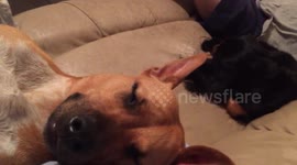 Dog snoring while sleeping in owner's lap