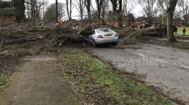 Tree Crushes Car in Birmingham UK