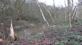 large fallen tree in country park during storm doris