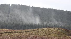 Dramatic Forest Condensation After Storm Doris Snow Squall