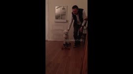 Dog sketaboarding