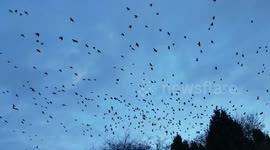 Storm Doris making for tough commute home for crows in Cork