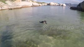 Swimming Penquin