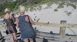 Nesting Penguins