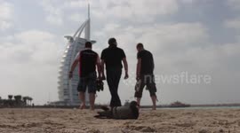 Pigeon chilling in front  Burj Al Arab Hotel Dubai
