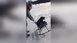 Labrador goes 'ice skating' on chair