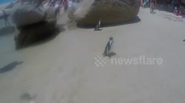 Penguin and human interaction