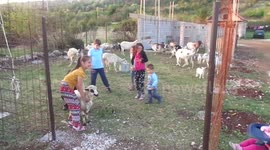 LOVELY FUN ON THE FARM