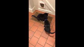 Puppy attacked by cat
