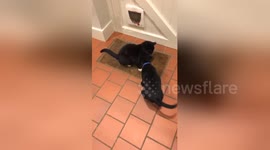 Newsflare Edit - Puppy attacked by cat