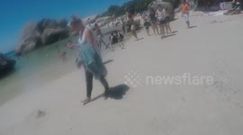 Penguin Swimming with People
