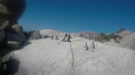 Mating Penguins