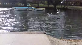 Sea Gulls and Ducks eat Kings Mill White Bread 98p a Loaf