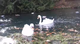 The 3 Mute Male Swans in Febuary 2017