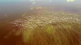 Flamingos Flying at Lake Eyasi