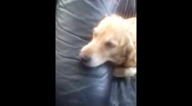 Dog relaxed with head massager