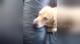 Newsflare Edit - Dog relaxed with head massager
