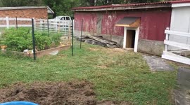 Happy pig!