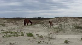 Wild Cumberland island mother and foal
