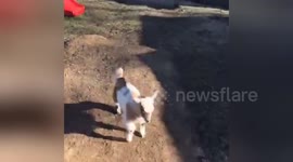 Newsflare Edit -  Frisky baby goat
