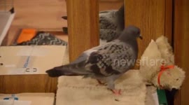 Pigeon plays with plush toy bird