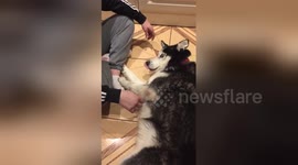 Husky tells owner off whenever he stops stroking him