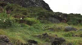 Puffins on the Basalt Cliffs at Reynishverfi Beach, Iceland