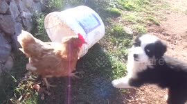 Love between chickens and dog