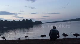 Friendly Flock of Geese at Lake Pemaquid Campground in Maine